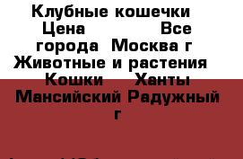 Клубные кошечки › Цена ­ 10 000 - Все города, Москва г. Животные и растения » Кошки   . Ханты-Мансийский,Радужный г.